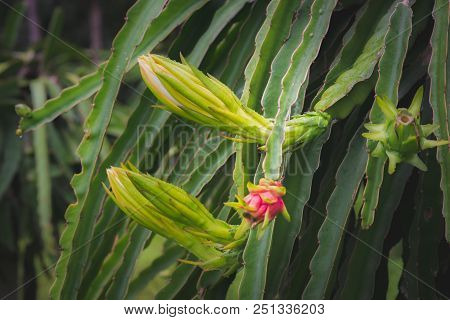 Dragon Fruit On Plant In Nature Form Thailand