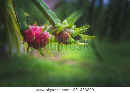 Dragon fruit on plant