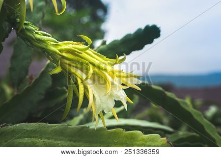 Dragon Fruit On Plant In Nature Form Thailand