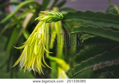 Dragon Fruit On Plant In Nature Form Thailand