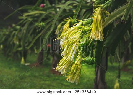 Dragon Fruit On Plant In Nature Form Thailand