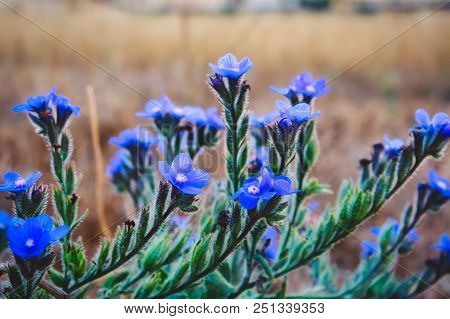 Delicate Blue Flowers, Large Blue Alkanet (anchusa Arvensis) In The Wild