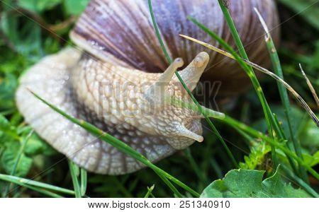 Big Snail In The Grass, Macro Photography, Cochlea And Grass