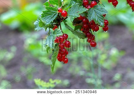 Bush And Ripe Berries Of Red Currant After Rain