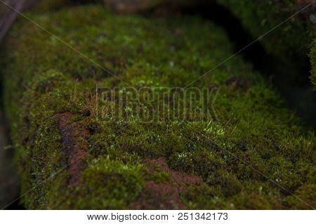 Green Moss Background Beautiful In Nature.closeup Of Moss On Brick Wall.