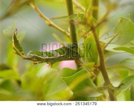 Photography Showing A Butterfly Chrysalys On A Leaf