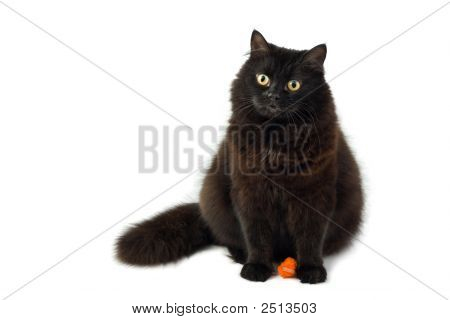 分離された可愛い黒い猫