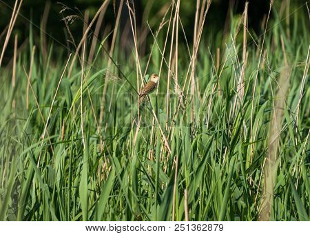 Marsh Warbler Or Acrocephalus Palustris Sways On Reed With Spread Wings