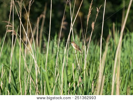Marsh Warbler Or Acrocephalus Palustris Sways On Reed