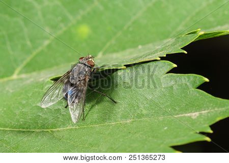 Insect Family Of True Flies (lat. Muscidae)