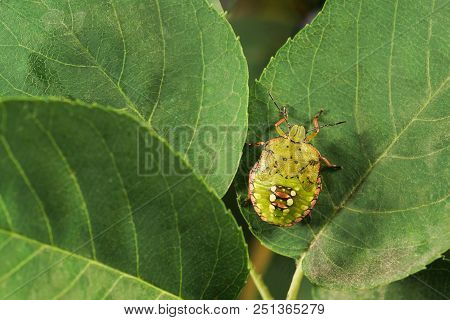 The Green Vegetable Bug Nezara Viridula L. Is A Wide Polyphage Damaging The Plants More Than 30 Fami