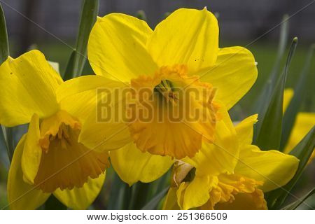Narcissus, Yellow, Blossom, Daffodil, Flower, Garden, Green, Leaf, Nature, Petal.