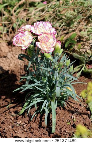 Carnation Or Clove Pink Or Dianthus Caryophyllus Small Herbaceous Perennial Pink And White Flowers W