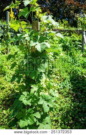 Close Up View Of Vitis Vinifera Vitaceae Vine Grapes In Summer