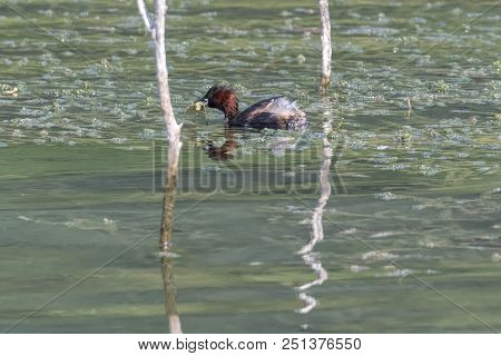 Tachybaptus Ruficollis, Grebe Duck Eating Dragonfly