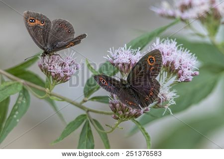 Erebia Aethiops Butterfly On Flower