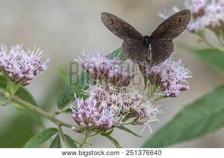 Erebia Aethiops Butterfly On Flower