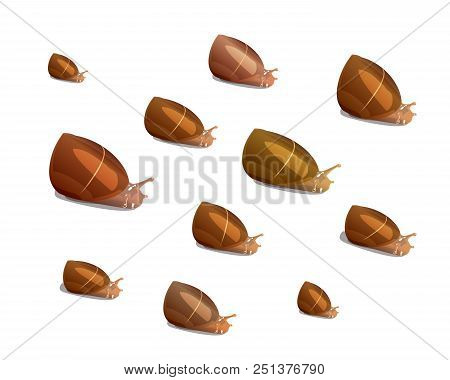 Many River Snails Of Different Size On A White Background