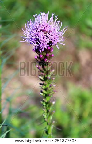 Dense Blazing Star Or Liatris Spicata Or Prairie Gay Feather Herbaceous Perennial Flowering Plant Wi
