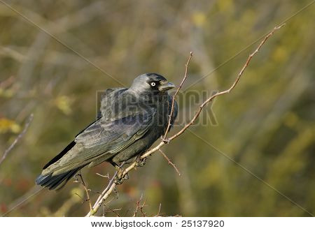 Jackdaw