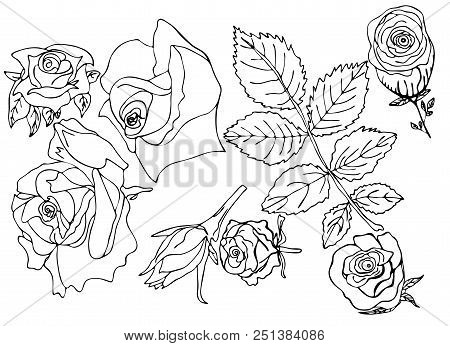 Sketch Rose Bud Vector Photo Free Trial Bigstock