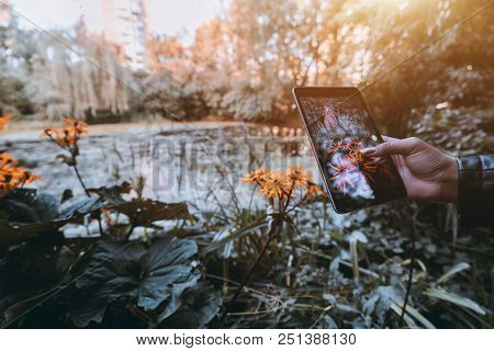 Female Hand With Digital Tablet, Photographing Flower That Grows Near A Pond In The Defocused Backgr