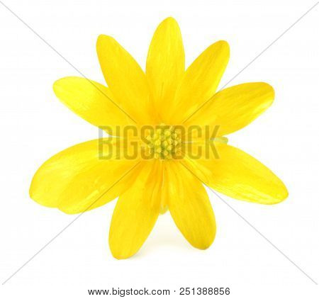 Forsythia Oleaceae Flowers Blossoms Isolated On White Background