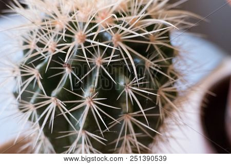 Detail Of A Cactus Home Plant