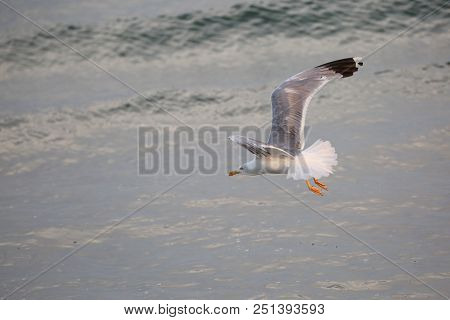Big Seagull With Wide Wings Flies Free Over The Water Of Ocean