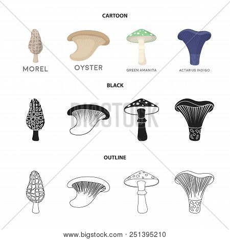 Morel, Oyster, Green Amanita, Actariu , Indigo. Set Collection Icons In Cartoon, Black, Outline Styl