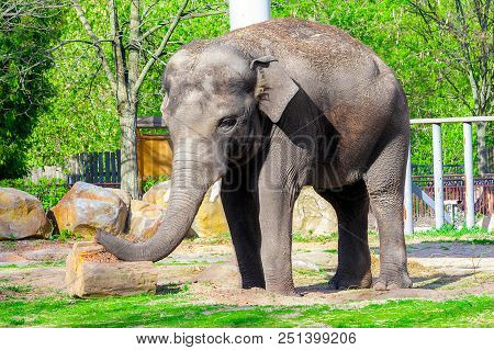 A Large Indian Elephant Plays With A Trunk With A Log. An Animal In Captivity. Wild Nature.