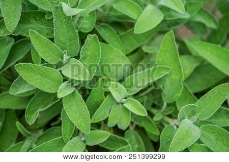 Green Leaves Of Sage Herb, Close Up View