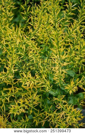 Mustard Herb Also Known As Rocketcress, Winter Rocket Or Wound Rocket Of The Genus Barbarea