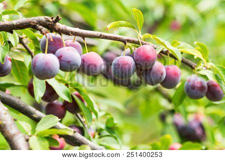 Close Up Ripe Fruit Of Cherry Plum On Branch In Garden. Vegetarian Healthy Summer Food Concept