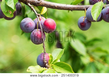 Close Up Ripe Fruit Of Cherry Plum On Branch In Garden. Vegetarian Healthy Summer Food Concept