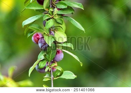Close Up Ripe Fruit Of Cherry Plum On Branch In Garden. Vegetarian Healthy Summer Food Concept
