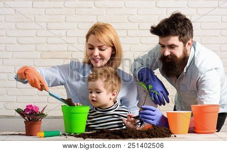 Family Plant Flowers In Pot. Child With Parents Cares For Plants Together. Little Boy With Mother, F