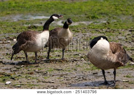 A Pair Of Canada Geese Squabbling Whilst Another Sleeps In The Foregound