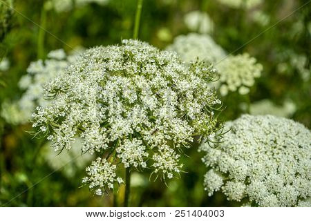 Rare Wild Carrot Plant In Summer With White Flower Bud