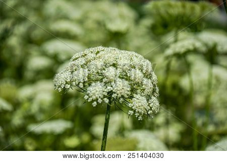 Rare Wild Carrot Plant In Summer With White Flower Bud