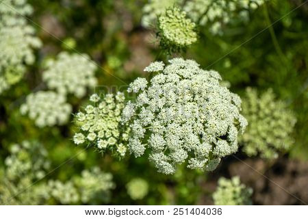 Rare Wild Carrot Plant In Summer With White Flower Bud