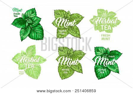 Herbal Tea With Fresh Mint Logo Templates Set. Isolated Hand Drawn Marker Painting Labels With Peppe