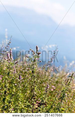 Wild, Mountain Mint (mentha Longifolia) Grows In A Mountainous Area On A Meadow On A Sunny, Summer D
