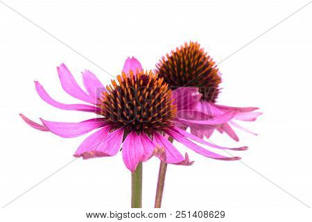 Echinacea Flowers Close Up Isolated On White Backgrounds. Medicinal Herbs