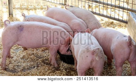 3 day old baby pigs. Piglets. Baby Piglets in a pig pen