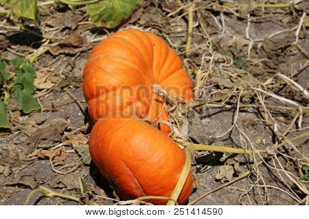 Pumpkins. Pumpkins growing in a pumpkin patch. Pumpkins growing on a farm. 