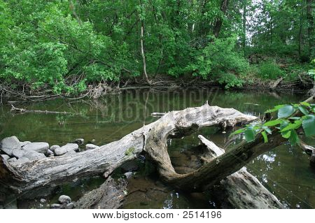 Bos en Water
