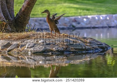 Duck Floating In Pond On A Sunny Day In Downtown Salk Lake City At City Creek Park