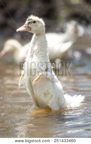 White Small Indoda Waving Small Wings In The Water On A Sunny Summer Bright Day