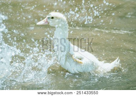 Indoda And Splashes Of Water In The Pond In Sunny Bright Day